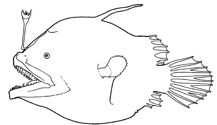 Familia Oneirodidae_02.jpg